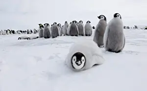 Snows: Emperor Penguin (Aptenodytes forsteri), chicks