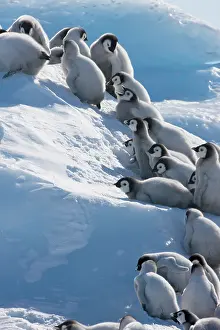 Creche: Emperor Penguin (Aptenodytes forsteri) chicks