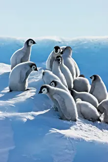 Creche: Emperor Penguin (Aptenodytes forsteri) chicks