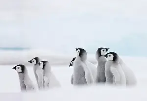 Creche: Emperor Penguin (Aptenodytes forsteri) chicks