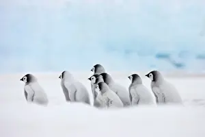 Creche: Emperor Penguin (Aptenodytes forsteri) chicks