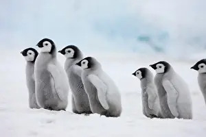 Creche: Emperor Penguin (Aptenodytes forsteri) chicks