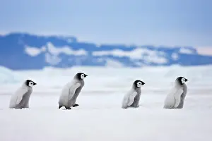 Follow: Emperor Penguin (Aptenodytes forsteri) chicks
