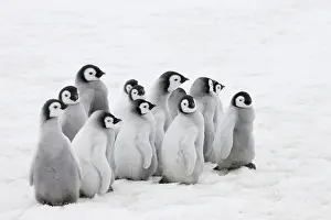 Creche: Emperor Penguin (Aptenodytes forsteri) chicks