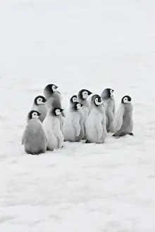 Creche: Emperor Penguin (Aptenodytes forsteri) chicks