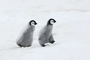Creche: Emperor Penguin (Aptenodytes forsteri) chicks