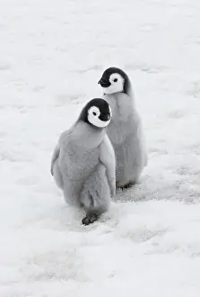 Creche: Emperor Penguin (Aptenodytes forsteri) chicks