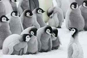 Creche: Emperor Penguin (Aptenodytes forsteri) chicks
