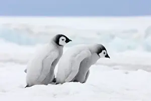 Creche: Emperor Penguin (Aptenodytes forsteri) chicks