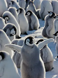 Creche: Emperor Penguin (Aptenodytes forsteri) chicks