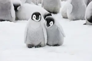 Keren: Emperor Penguin (Aptenodytes forsteri) chicks