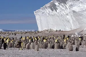 Inlet: Emperor penguin (Aptenodytes forsteri) colony in