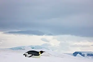 Slick: Emperor Penguin (Aptenodytes forsteri) glides