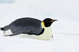 Slick: Emperor Penguin (Aptenodytes forsteri) glides