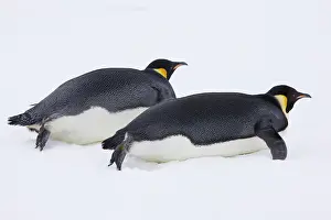 Slick: Emperor Penguin (Aptenodytes forsteri) glides