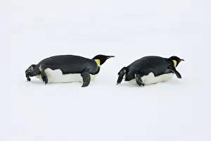 Slick: Emperor Penguin (Aptenodytes forsteri) glides