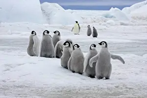Humourous: Emperor Penguin (Aptenodytes forsteri), group of