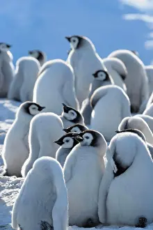 Weddell: Emperor penguin (Aptenodytes forsteri), Group of