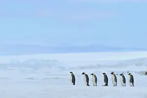 Weddell: Emperor penguin (Aptenodytes forsteri), Group of