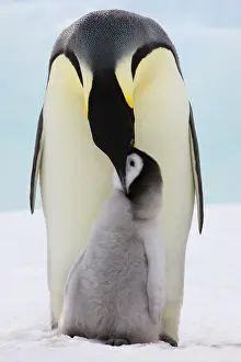 Bending: Emperor Penguin (Aptenodytes forsteri) parent