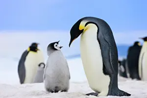 Communicate: Emperor Penguin (Aptenodytes forsteri) parent