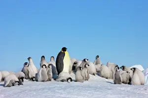 Creche: Emperor Penguin (Aptenodytes forsteri) parent