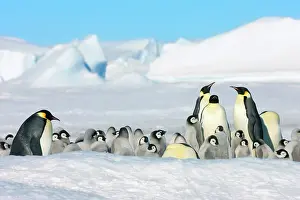 Creche: Emperor Penguin (Aptenodytes forsteri) parent