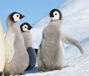 Creche: Emperor Penguin (Aptenodytes forsteri) parent