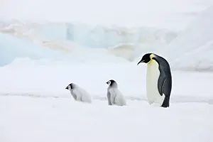 Leading: Emperor Penguin (Aptenodytes forsteri) parent
