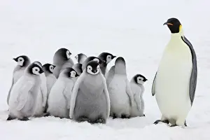 Creche: Emperor Penguin (Aptenodytes forsteri) parent