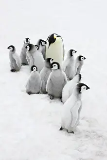 Creche: Emperor Penguin (Aptenodytes forsteri) parent
