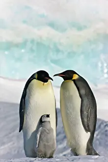 Interacting: Emperor Penguin (Aptenodytes forsteri) parent