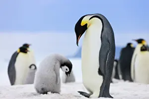 Keren: Emperor Penguin (Aptenodytes forsteri) parent