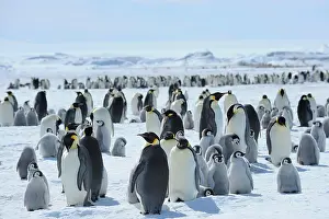 Weddell: Emperor penguin (Aptenodytes forsteri), Penguin