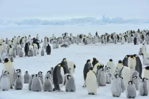 Weddell: Emperor penguin (Aptenodytes forsteri), Penguin