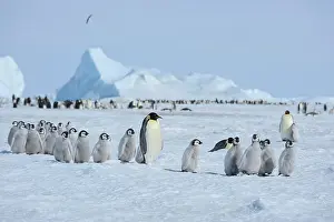 Weddell: Emperor penguin (Aptenodytes forsteri), Penguin