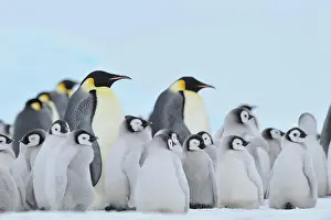 Weddell: Emperor penguin (Aptenodytes forsteri), Penguin