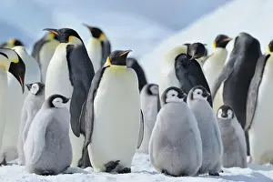 Weddell: Emperor penguin (Aptenodytes forsteri), Penguin