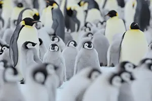 Weddell: Emperor penguin (Aptenodytes forsteri), Penguin