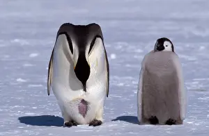 Visible: Emperor penguin (Aptenodytes forsteri) with young, belly