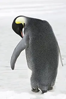 Backview: Emperor Penguin - backview