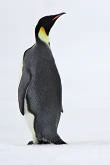 Backview: Emperor Penguin - backview