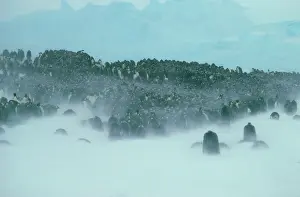 Blizzards: Emperor penguin - in blizzard