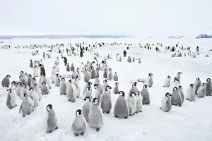 Creche: Emperor Penguin Breeding Colony