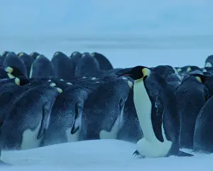 Blizzards: Emperor Penguin - brooding egg during blizzard