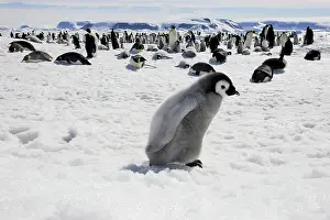 Creche: Emperor Penguin - chick