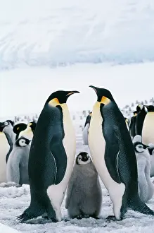 Familes: Emperor Penguin - with chick