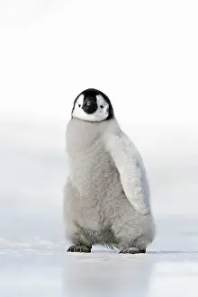 Emperor: Emperor Penguin - chick