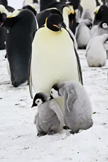 Rival: Emperor Penguin chick attacking rival