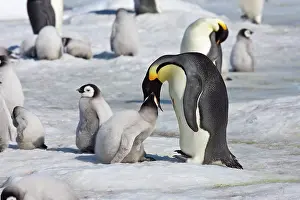 Regurgitating: Emperor Penguin - Chick being fed regurgitated